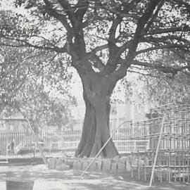 Tree in Moore Park Children's Playground, 1936