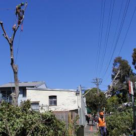 Tree loppers cutting down a tree, Glebe Point Road Glebe, 2002