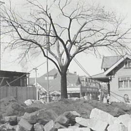 Relocation of a tree, Alfred Street Sydney, 1936