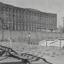 Gardner working at the Council nursery, Bay Street Ultimo, 1936