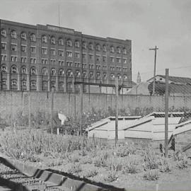 Gardener working at the Council nursery, Bay Street Ultimo, 1936