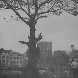 Removal of Fig Tree in Hyde Park, Liverpool Street Sydney, 1932