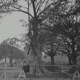 Removal of Fig Tree in Hyde Park, Liverpool Street Sydney, 1932