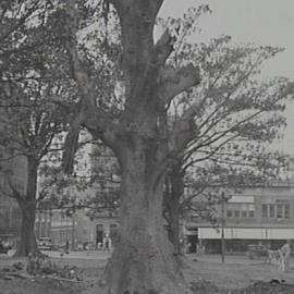 Removal of Fig Tree in Hyde Park, Liverpool Street Sydney, 1932