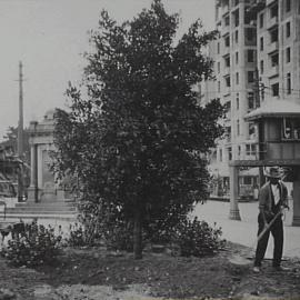 Transplanting trees in Hyde Park North, corner Park and Elizabeth Streets Sydney, 1932