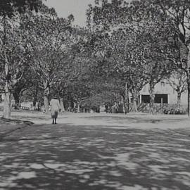 View along Central Avenue Hyde Park South, Sydney, 1932