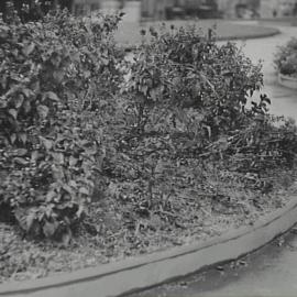 Damaged flower beds, King George V Memorial Park, York Street Sydney, 1937