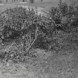 Damaged flower beds, King George V Memorial Park, York Street Sydney, 1937