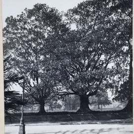Print - Sydney Botanic Gardens from Macquarie Street Sydney, no date