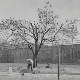Tree moved from Alfred Street Circular Quay to York Street North Sydney, 1936
