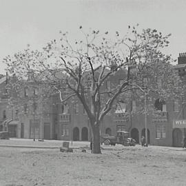 Tree moved from Alfred Street Circular Quay to York Street North Sydney, 1936