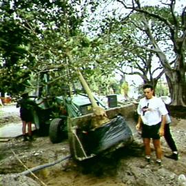 Hyde Park South Upgrade, replanting tree, Elizabeth Street Sydney, circa 1992