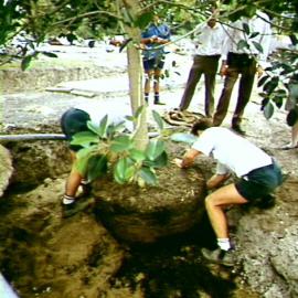 Hyde Park South Upgrade, replanting tree, Elizabeth Street Sydney, circa 1992