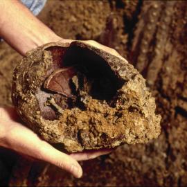 Human remains, convict grave site, Sydney Town Hall, George Street Sydney, 1991