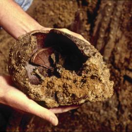 Remains from the convict grave sites beneath the Town Hall, George Street Sydney, 1991