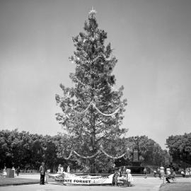 Christmas tree, Hyde Park Sydney, 1962