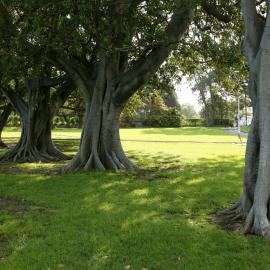 Moreton Bay Fig trees in Victoria Park Camperdown, 2003