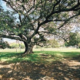 Fig tree at Rushcutters Bay Park, 2004