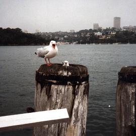 Seagull with nest, Goat Island