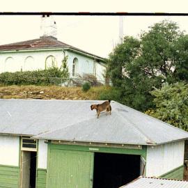 Goat Island's 'goat'.