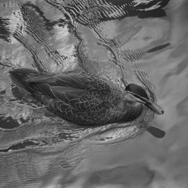 Duck moving on water, Circular Quay Sydney, 1997