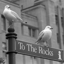 Seagulls resting on sign, Circular Quay Sydney, 1997