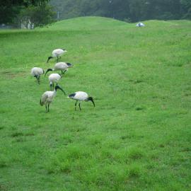 Ibis feeding near corner of Cleveland Street and South Dowling Street, Moore Park, 2010