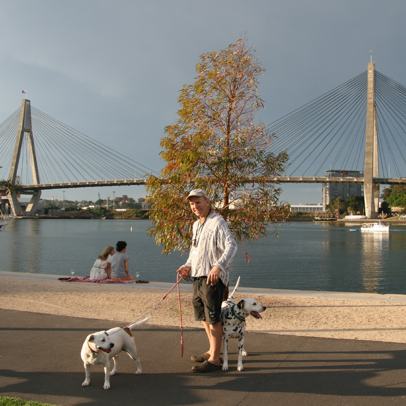 Dog walking along the Blackwattle Bay foreshore path in Glebe, 2008 by Patricia Baillie (A-01148966)