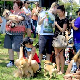 Doggies and their owners lined up for the competition, Victoria Park, Mardi Gras Fair Day, 2013