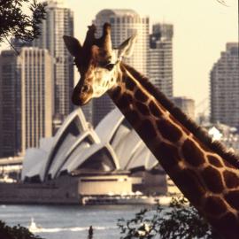 Giraffe's eye view of the city, Taronga Zoo Mosman, 1998